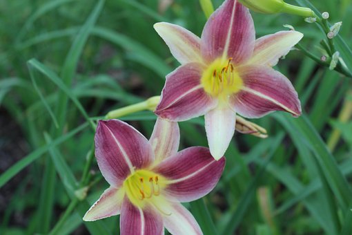 Lilie, Zelená, Květiny, Daylilies, Jaro