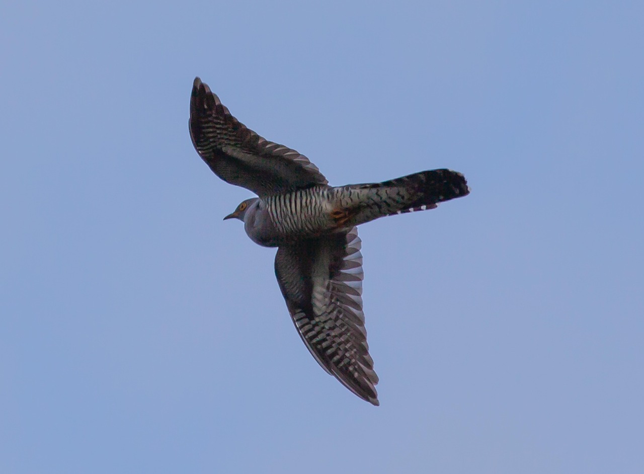 8 000 Free Cuckoo Songbird Bird Images Pixabay