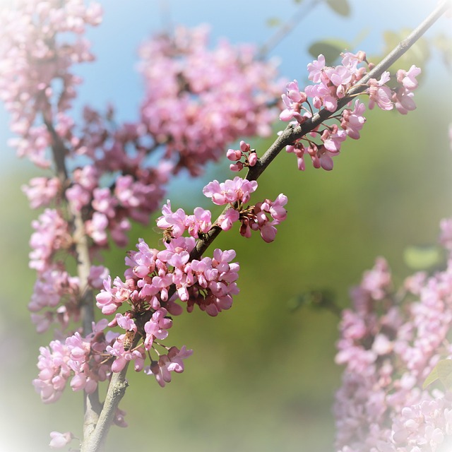 Free Cherry Blossom Spring photo and picture