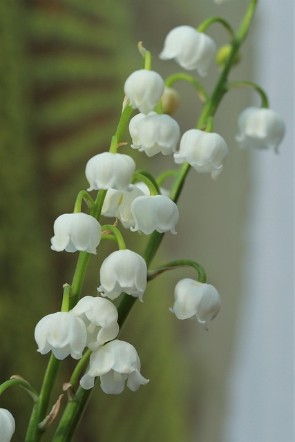 Free Spring Flower Wallpaper photo and picture