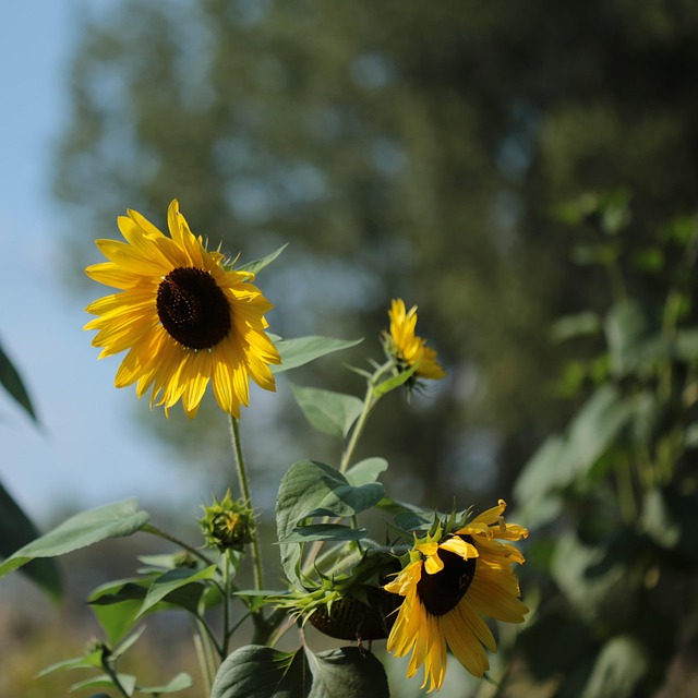 Free Sunflower Nature photo and picture