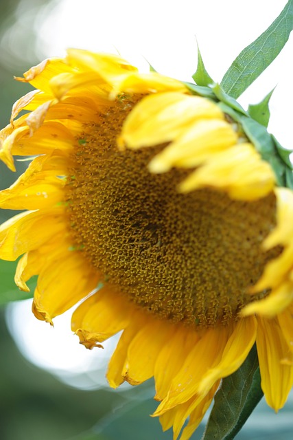 Free Sunflower Flower photo and picture