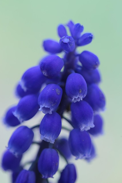 Free Spring Blue photo and picture