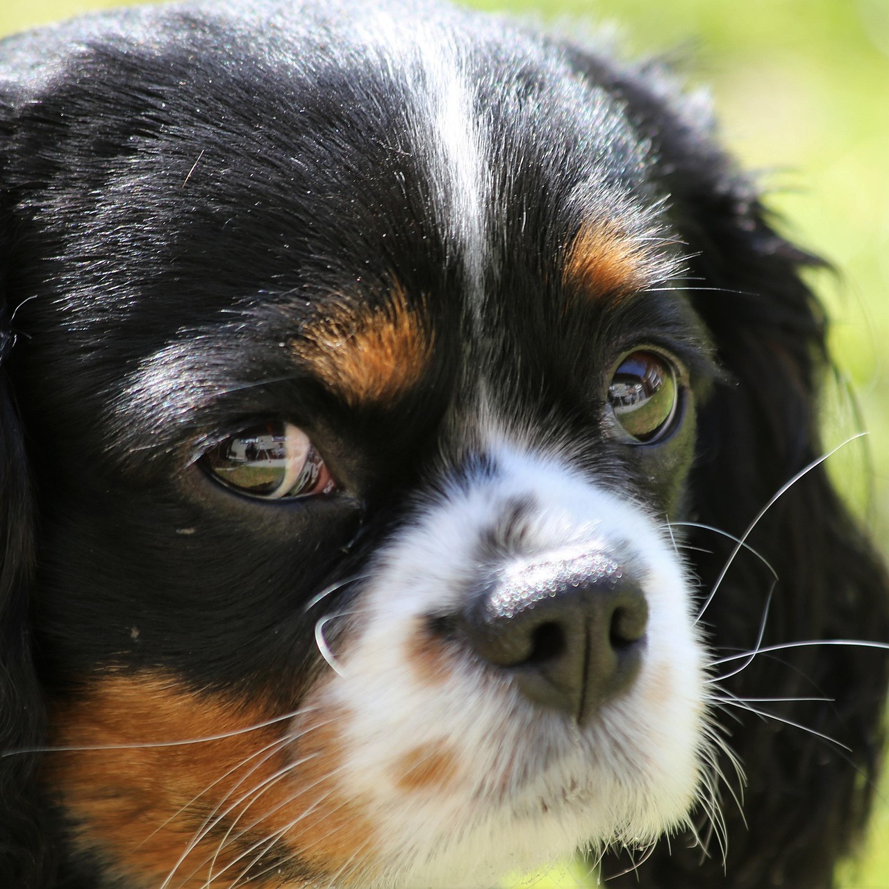 犬 動物 ペット リモート - Pixabayの無料写真 - Pixabay
