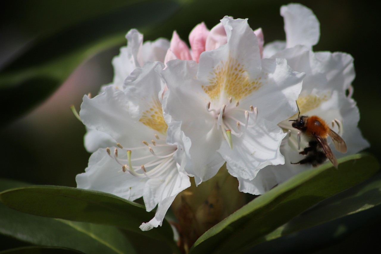 1,000+ Free Rhododendron & Nature Images - Pixabay