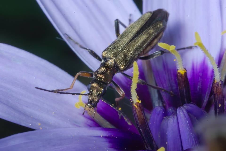 Insekten Natur Tiere - Kostenloses Foto auf Pixabay - Pixabay