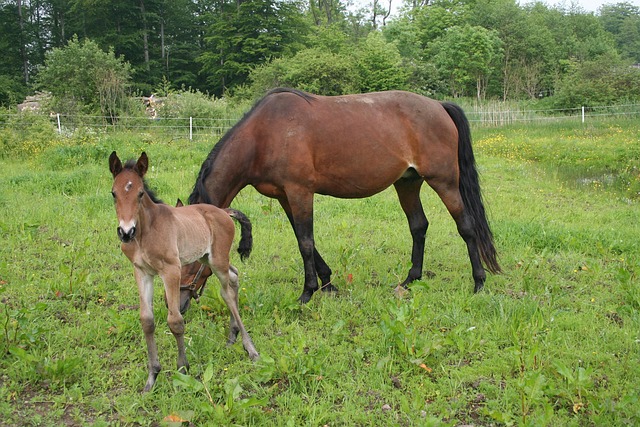Potro Caballo Caballos Foto Gratis En Pixabay Potro Caballo Caballos Foto Gratis En Pixabay