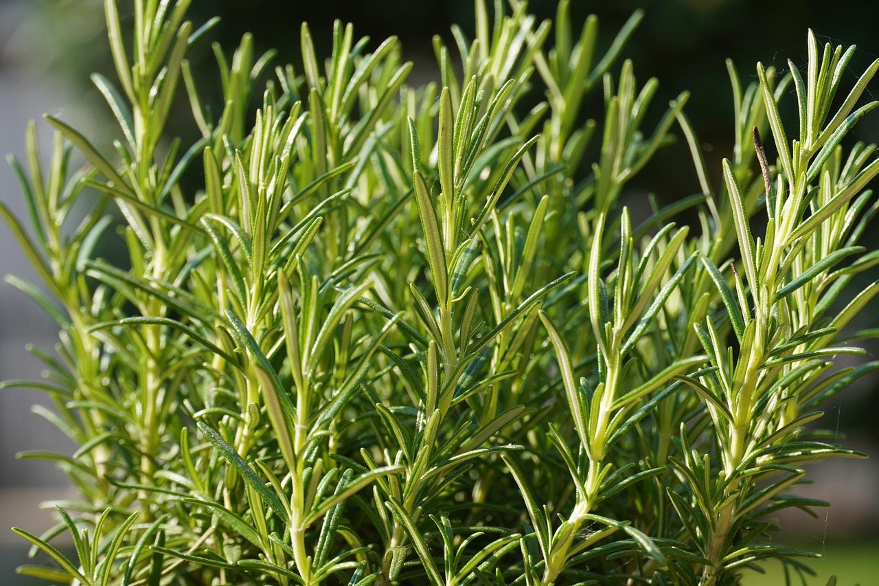 300 000 Free Rosemary Plant Rosemary Images Pixabay 300 000 Free Rosemary Plant Rosemary Images Pixabay