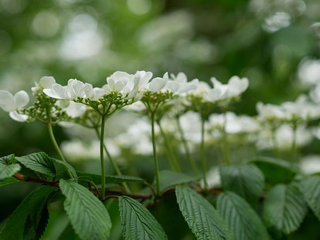 Free Japanese Snow Ball Ornamental Shrub photo and picture