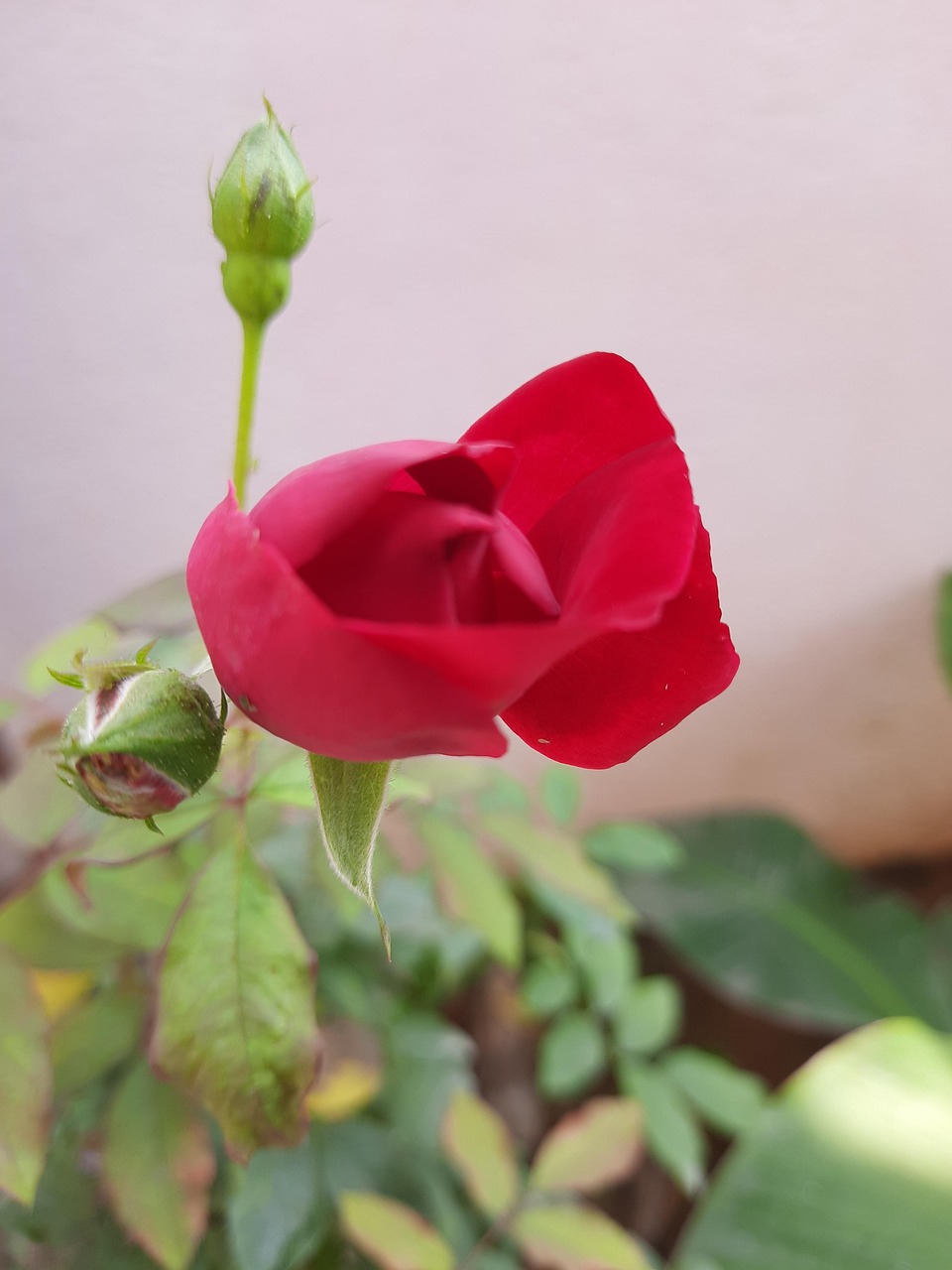 Blossom Rose Bud Plant Free photo on Pixabay Pixabay