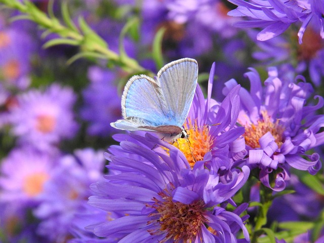 Borboleta, Flores, Borboletas, Jardim