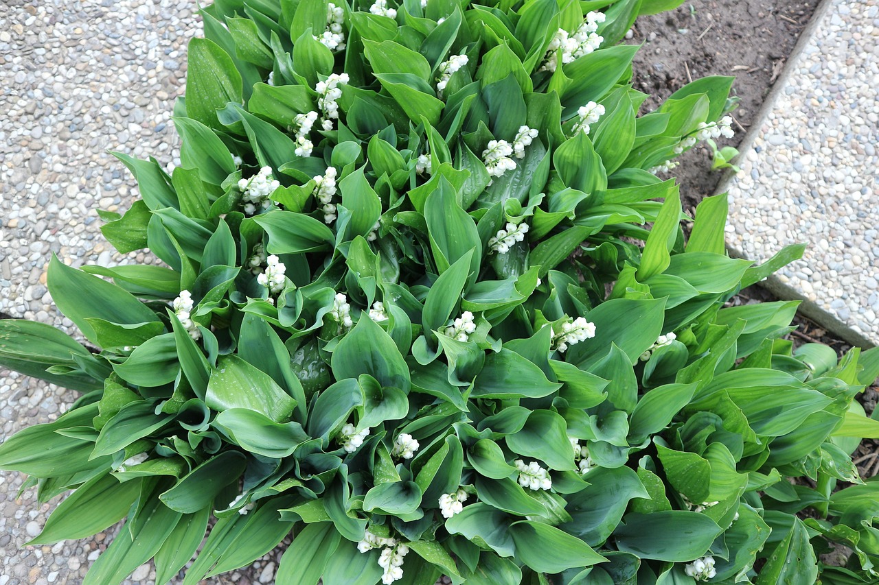 Muguet Mai Le Printemps - Photo gratuite sur Pixabay - Pixabay