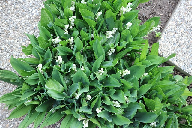 Free Lily Of The Valley May photo and picture