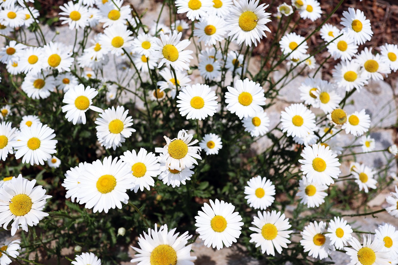 500,000+ Free 5월 봄 꽃 & Spring Images - Pixabay