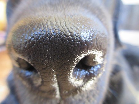 Free Dog Nose photo and picture