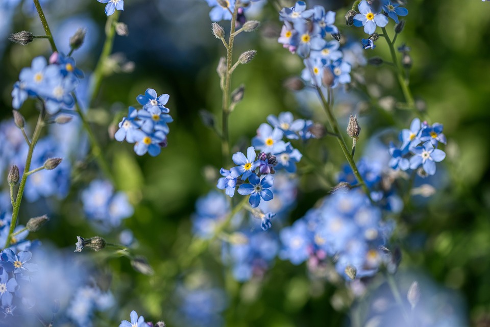 ワスレナグサ Raublattgewachs 花 Pixabayの無料写真