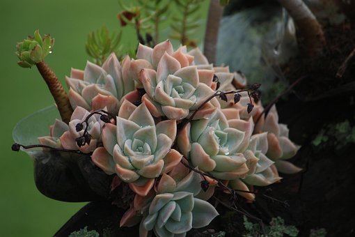 Sukkulenten, Natur, Pflanzen, Rose, Rose