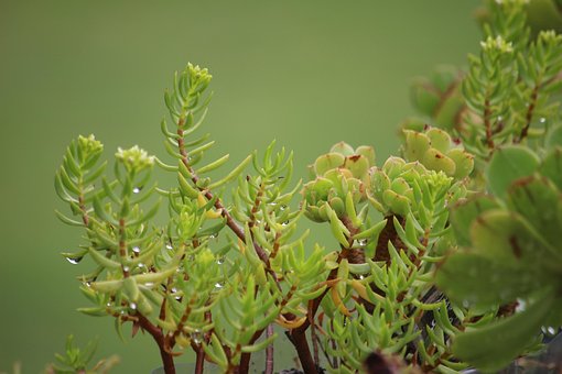 Sukkulenten, Pflanzen, Natur, Grün