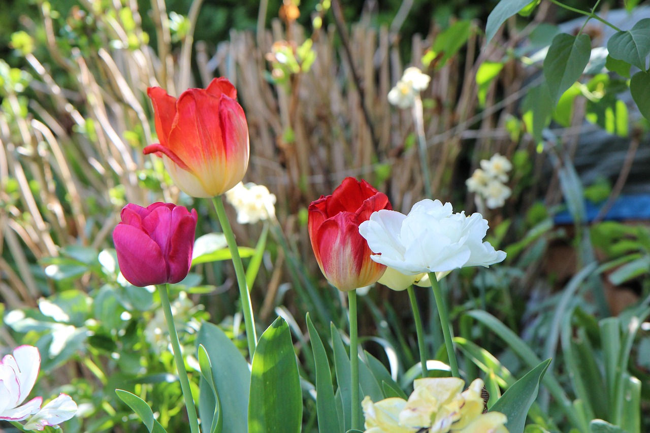ทิวลิป ดอกทิวลิป Tulips สี - ภาพฟรีบน Pixabay - Pixabay