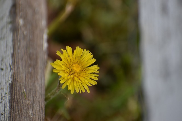 Free Dandelion Fence photo and picture