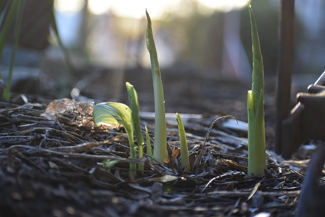 Free Sprouts Growth photo and picture