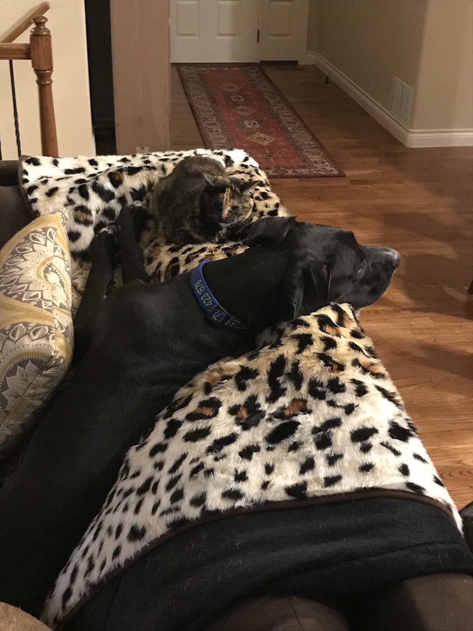 Dog On Couch Great Dane Cat And Free photo on Pixabay Pixabay