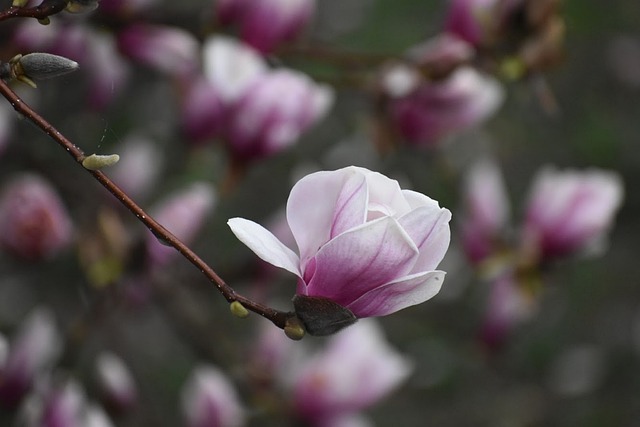 Free Flower Tree photo and picture