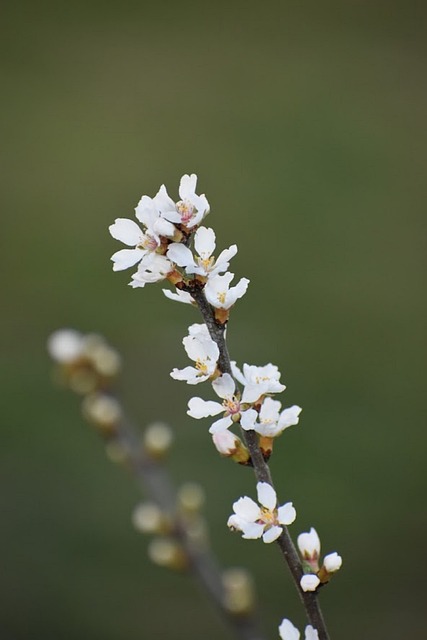 Free Young Cherry Blossom Flower photo and picture