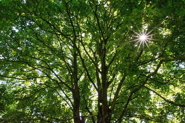 Free Tree Sun photo and picture