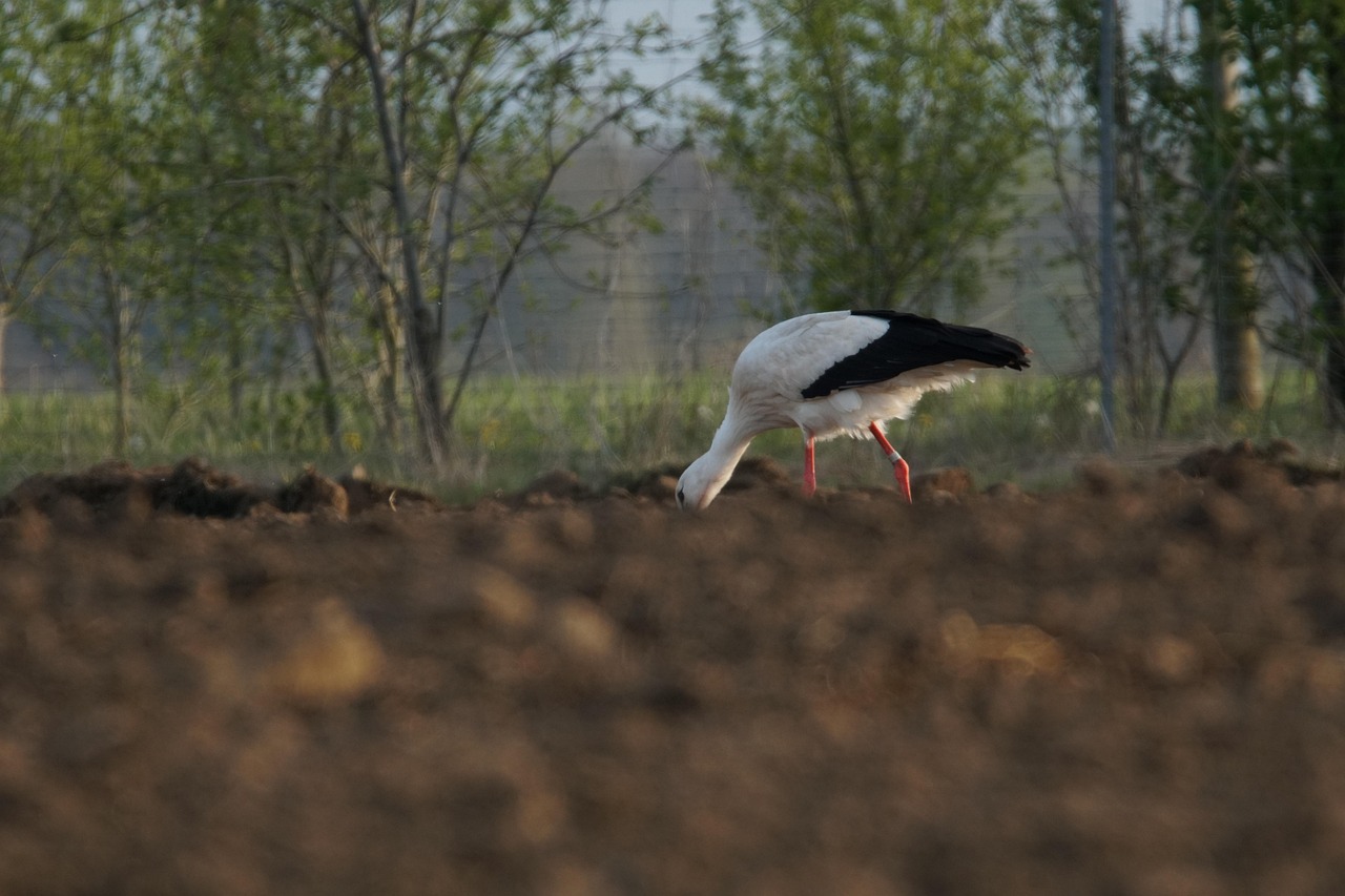 Adebar Storch Wildlife - Kostenloses Foto auf Pixabay - Pixabay