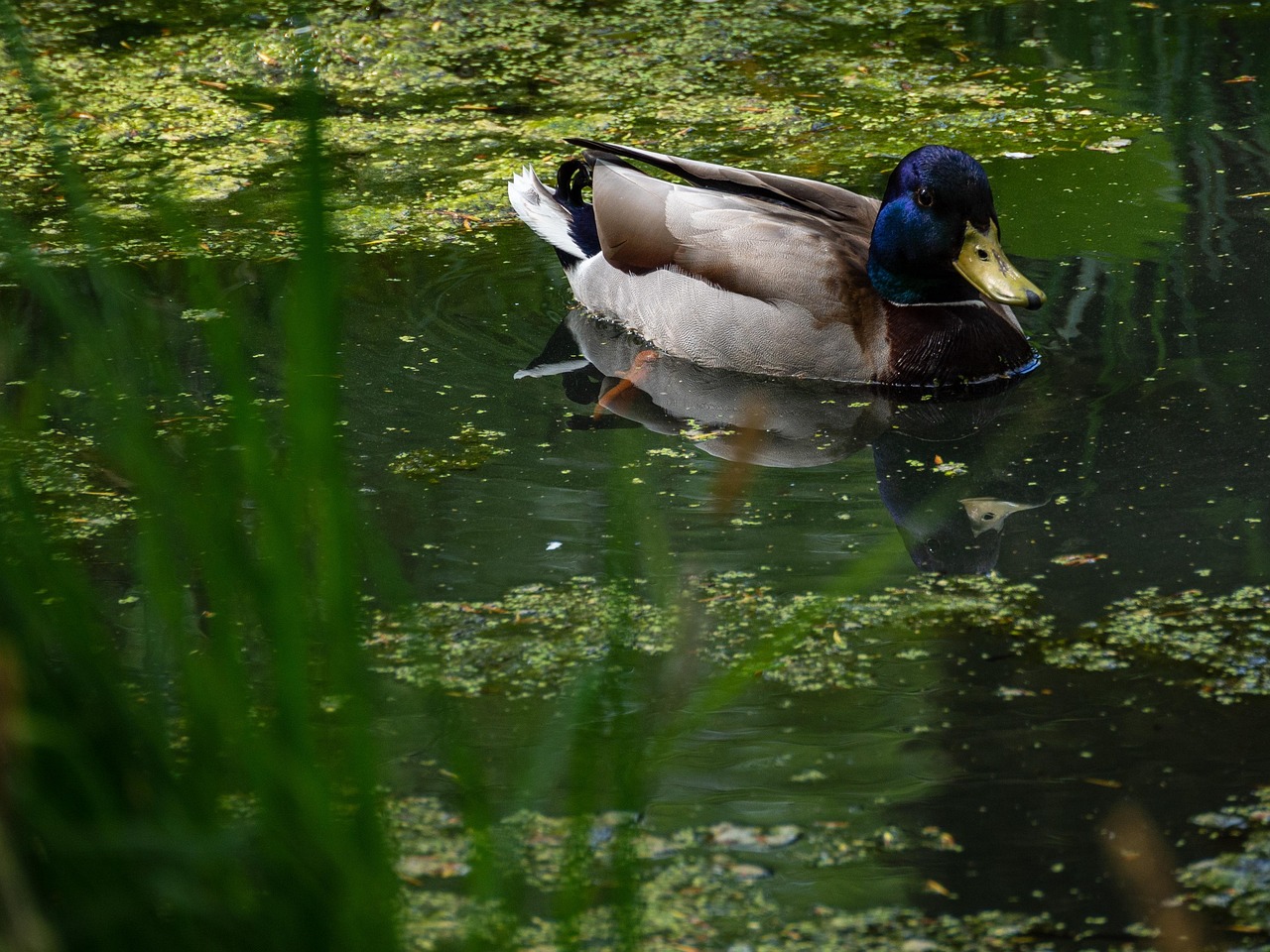Drake Fauna Nature - Free photo on Pixabay - Pixabay