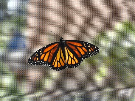 Insekt, Schmetterling, Natur, Tiere, Bei