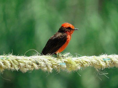 Vogel, Park, Natur, Tiere, Bunt