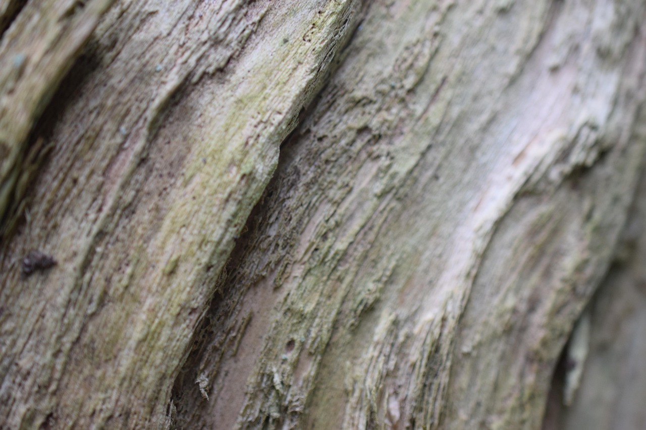 Bark Drink Nature Free photo on Pixabay Pixabay