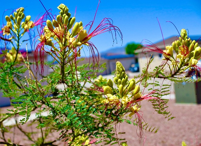 Free Flower Plants photo and picture