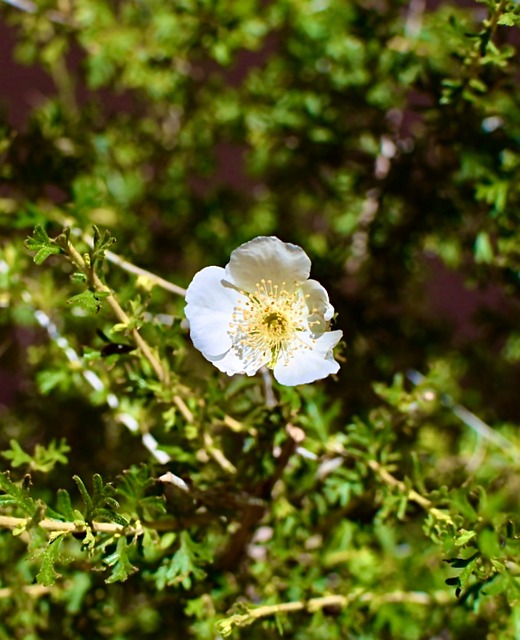 Free Flower Rose photo and picture