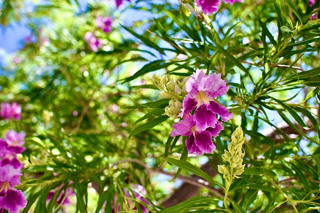 Free Flower Rose photo and picture