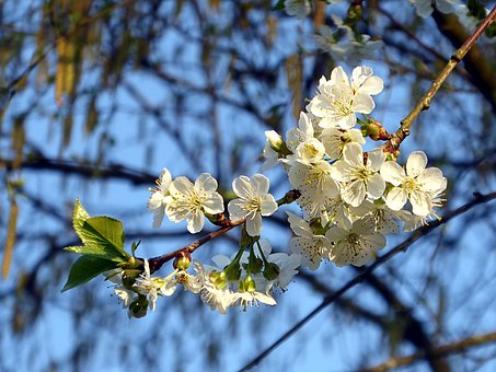 Birke, Wilde Kirschbaum, Prunus, Blume