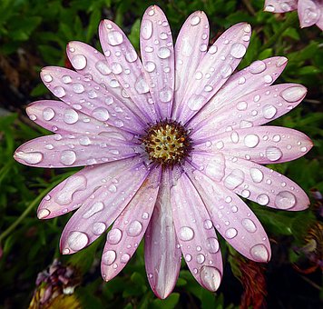 Frühling, Blume, Regen, Osteosperm