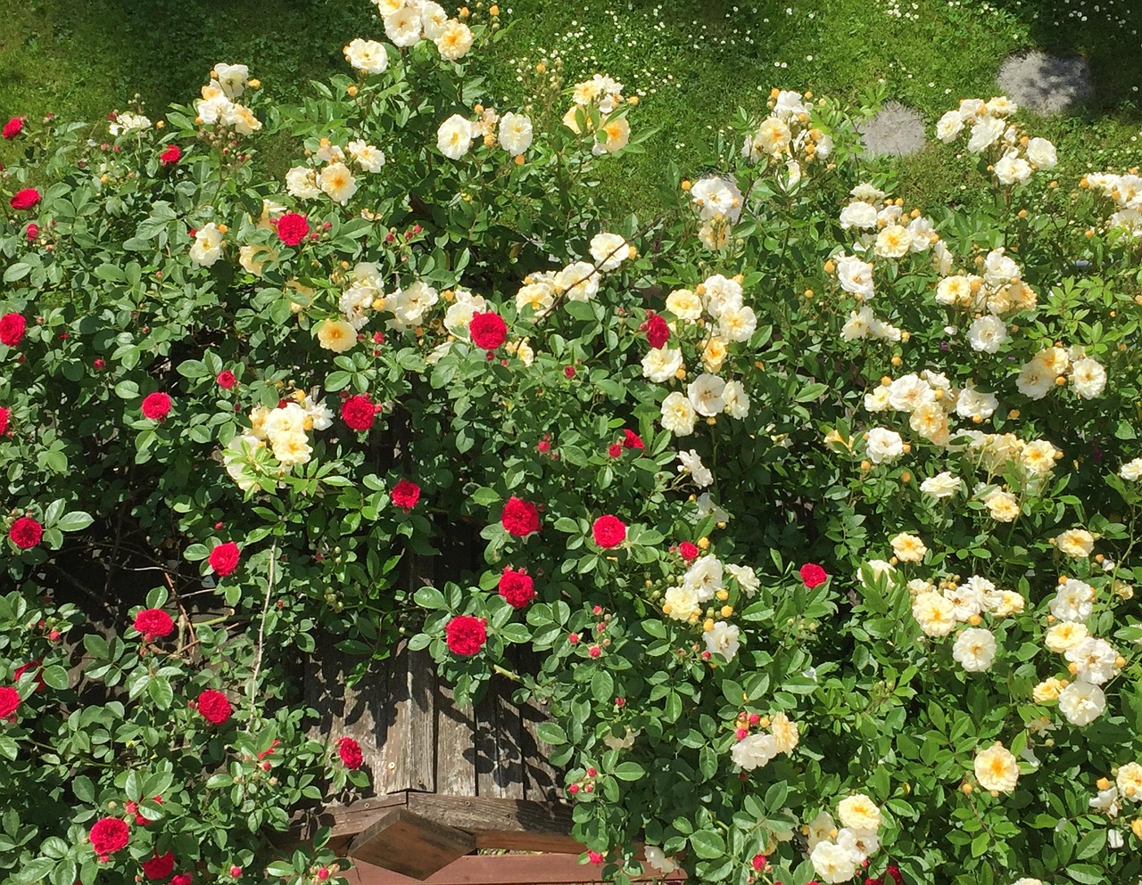 Roses De Buisson Fleur Des - Photo gratuite sur Pixabay - Pixabay