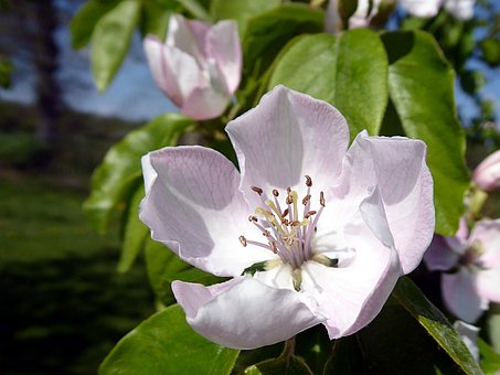 Quittenbaum, Blume, Natur, Frühling