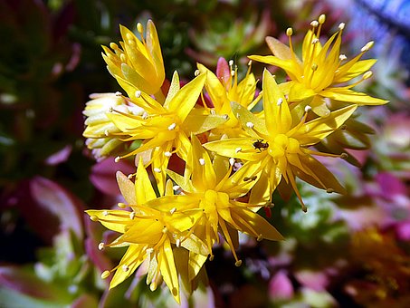 Sedum, Seddum Palmeri, Fettige Pflanze