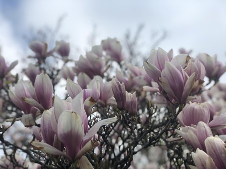 Magnolia, De Lente, Bloem, Natuur, Roze