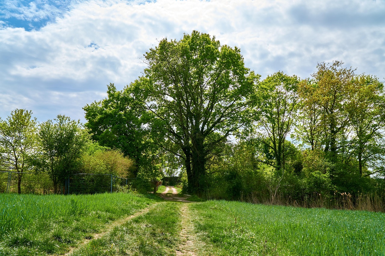 Tree Path Dirt Road - Free photo on Pixabay - Pixabay