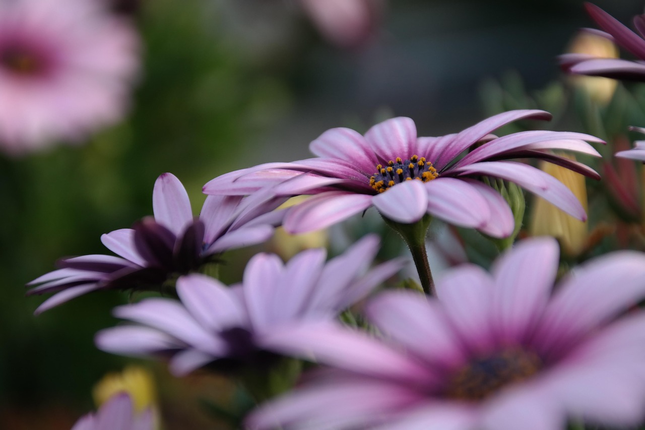 Flower - free online jigsaw puzzle photo