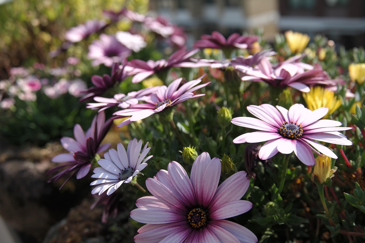 Flower - free online jigsaw puzzle photo