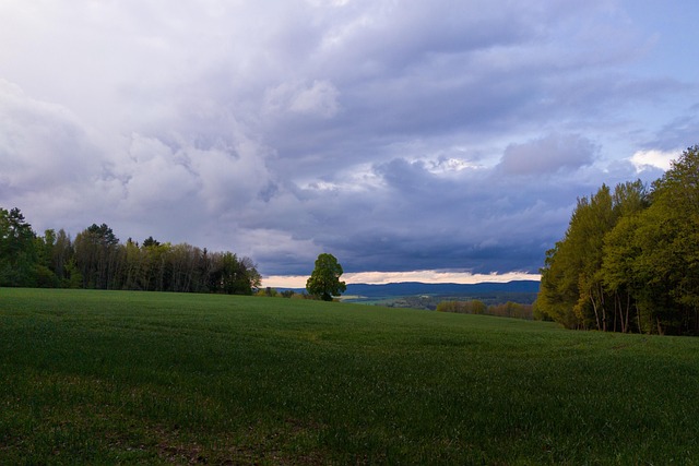 Free Meadow Tree photo and picture