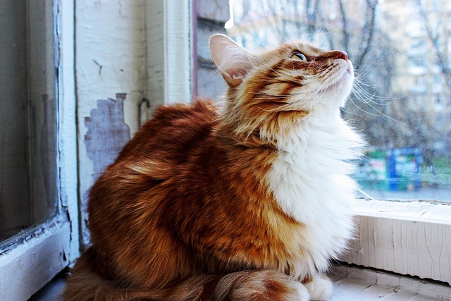 Free Orange Cat Long-Haired Cat photo and picture
