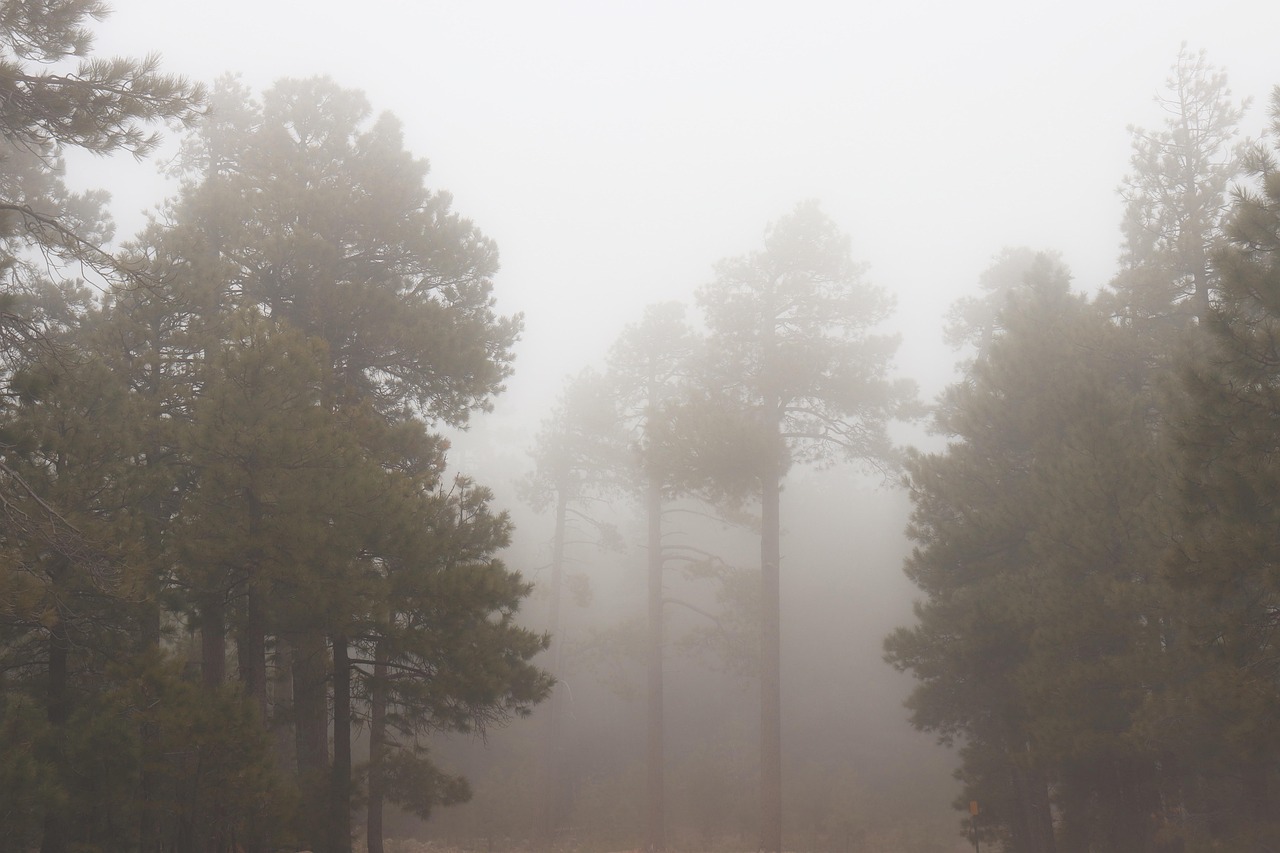 Fog - free online jigsaw puzzle photo