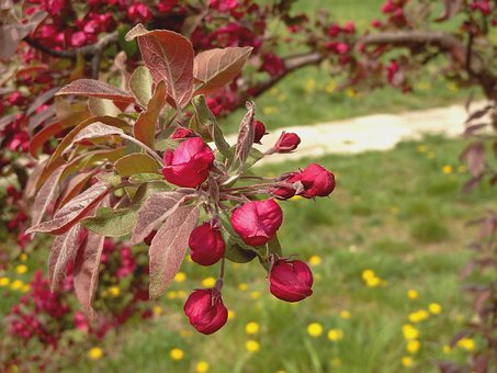 Free Leaves Buds photo and picture